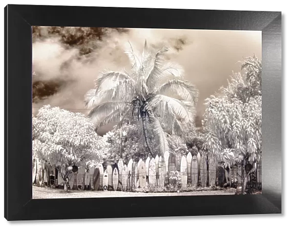 USA, Hawaii, Maui. Infrared image of surfboard fence line in palm trees