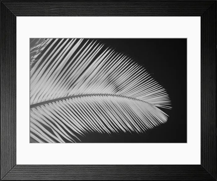 Framed Print : USA, Hawaii, Oahu. Garden foliage from the Island of Oahu Framed Print : USA, Hawaii, Oahu. Garden foliage from the Island of Oahu
