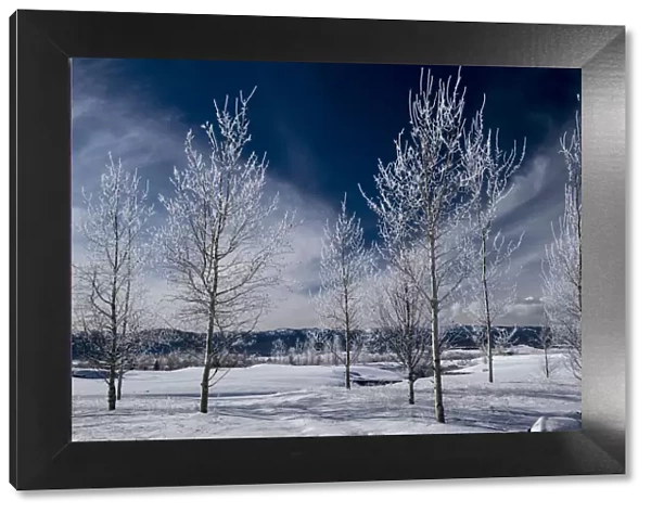 USA. Idaho. Winter landscape of frosted aspen trees, Teton Valley, Driggs, Idaho