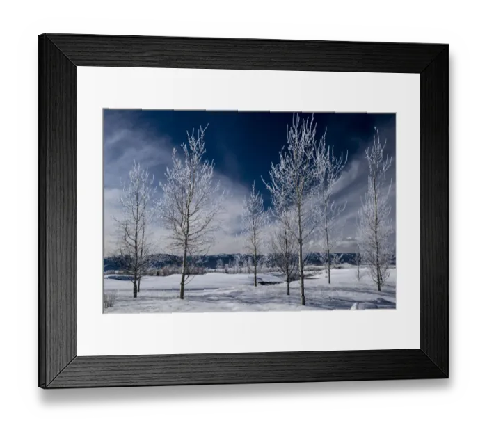 Framed Print : USA. Idaho. Winter landscape of frosted aspen trees, Teton Valley, Driggs, Idaho Framed Print : USA. Idaho. Winter landscape of frosted aspen trees, Teton Valley, Driggs, Idaho