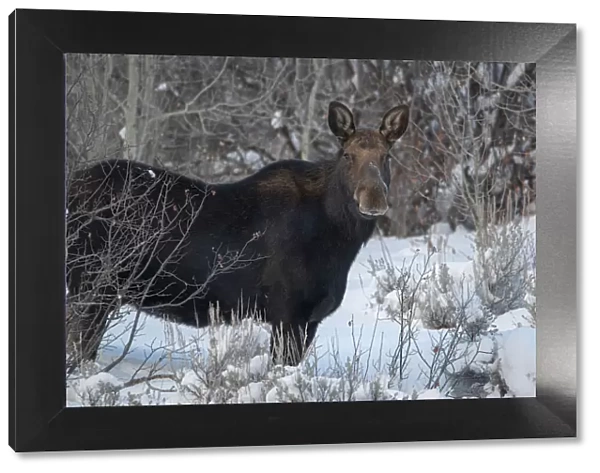 Cow Moose portrait in winter, Victor, Idaho