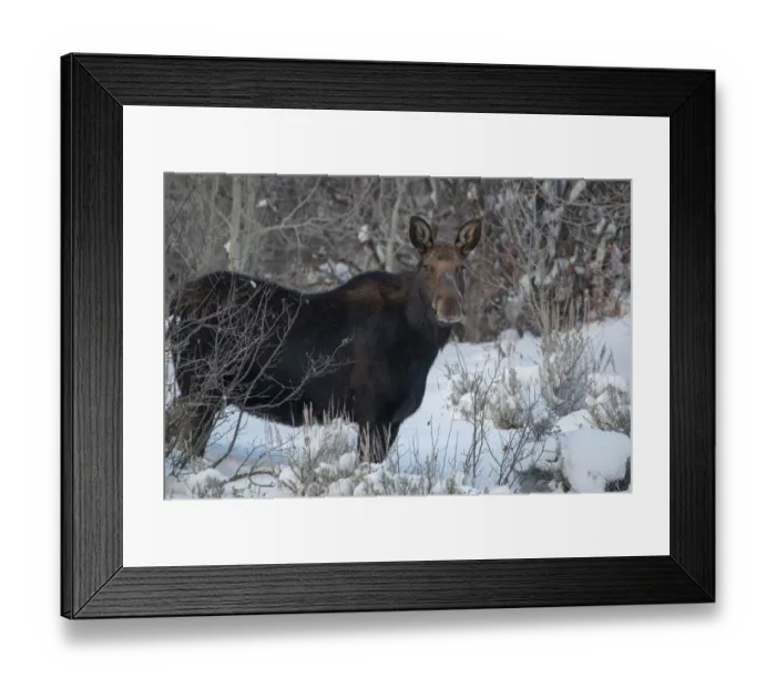 Framed Print : Cow Moose portrait in winter, Victor, Idaho Framed Print : Cow Moose portrait in winter, Victor, Idaho