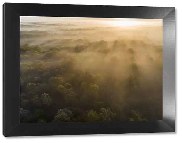 Aerial sunrise over forest covered with fog in spring Marion County, Illinois
