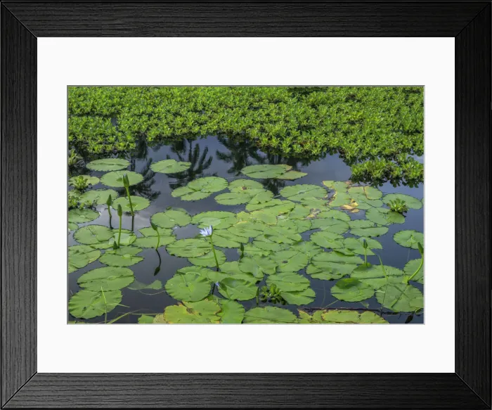 Framed Print : USA, Hawaii, Big Island of Hawaii. Punaluu Black Sand Beach Park Framed Print : USA, Hawaii, Big Island of Hawaii. Punaluu Black Sand Beach Park