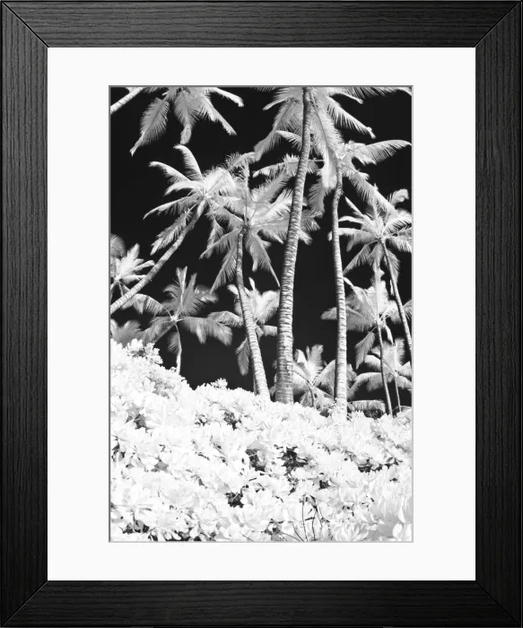 Framed Print : USA, Hawaii, Maui. Infrared image of palm trees