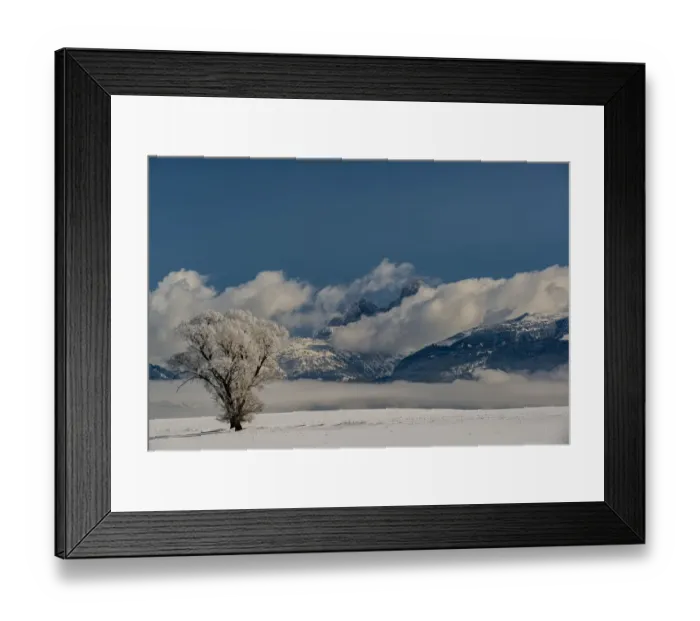 Framed Print : Wintry landscape of cottonwood tree, fog, and Teton Mountains, Driggs, Idaho Framed Print : Wintry landscape of cottonwood tree, fog, and Teton Mountains, Driggs, Idaho