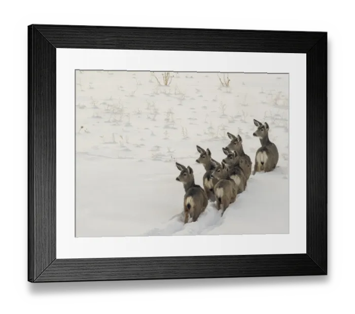 Framed Print : Herd of mule deer in winter, Teton Valley, Driggs, Idaho