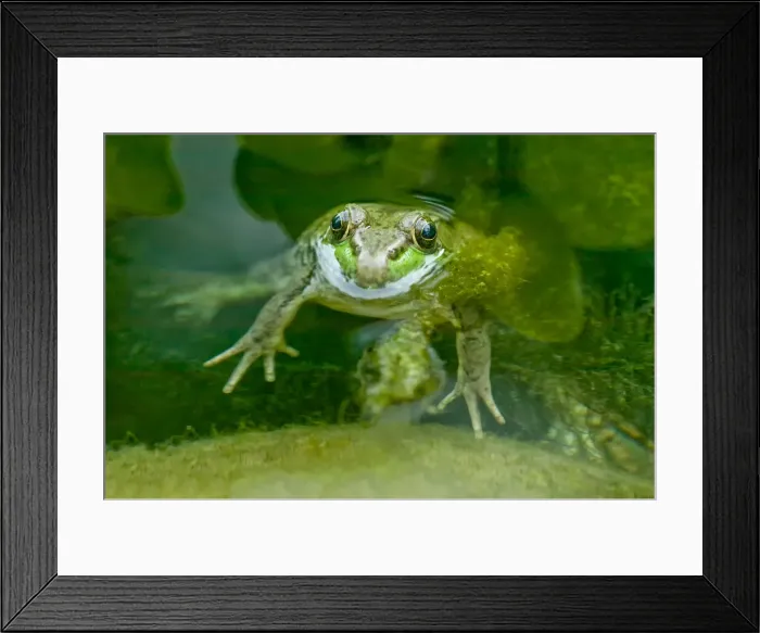 Framed Print : Galena, Illinois, USA. Green Frog in pond