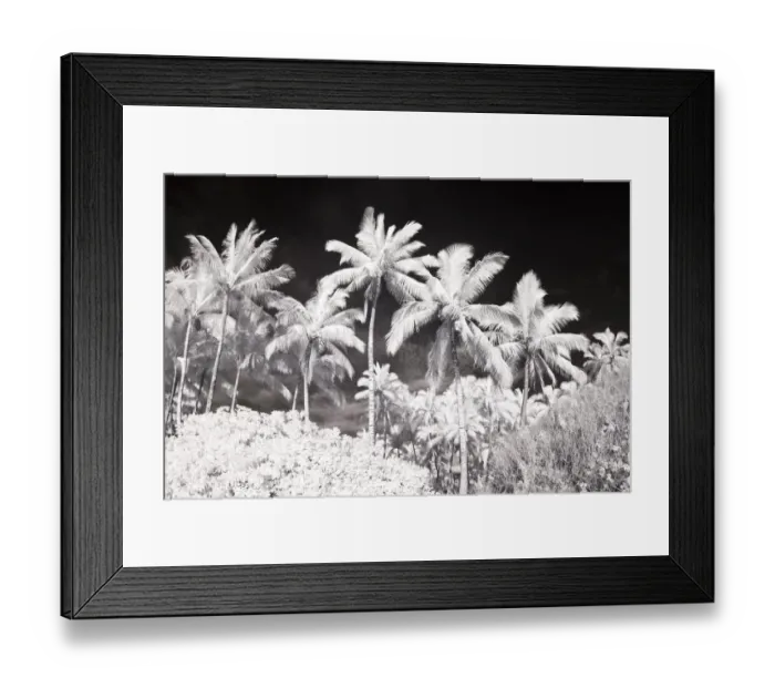 Framed Print : USA, Hawaii, Maui. Infrared image of palm trees Framed Print : USA, Hawaii, Maui. Infrared image of palm trees