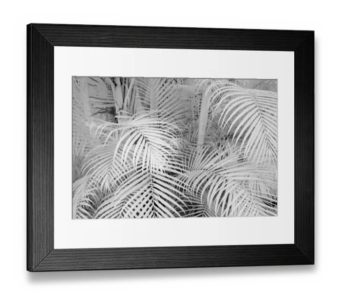 Framed Print : USA, Hawaii, Maui. Infrared image of bamboo growing in large groups Framed Print : USA, Hawaii, Maui. Infrared image of bamboo growing in large groups
