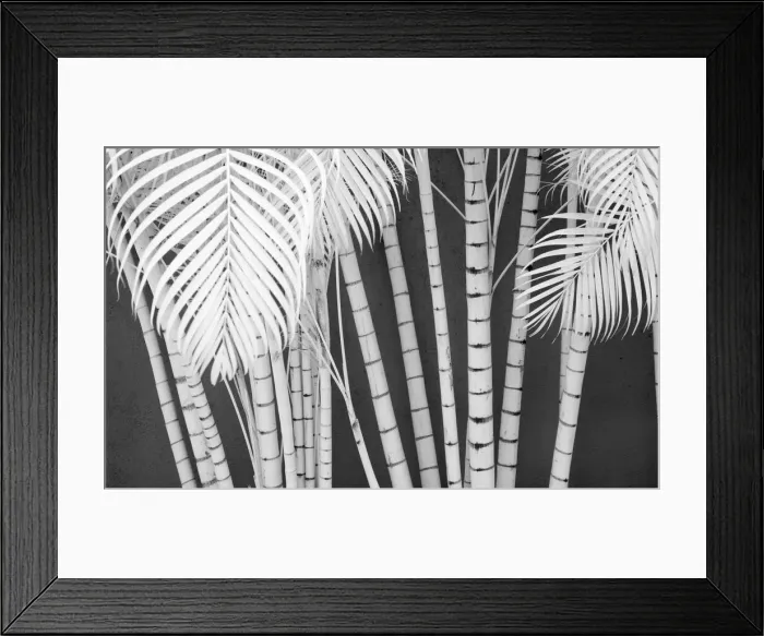 Framed Print : USA, Hawaii, Maui. bamboo growing in large groups Framed Print : USA, Hawaii, Maui. bamboo growing in large groups