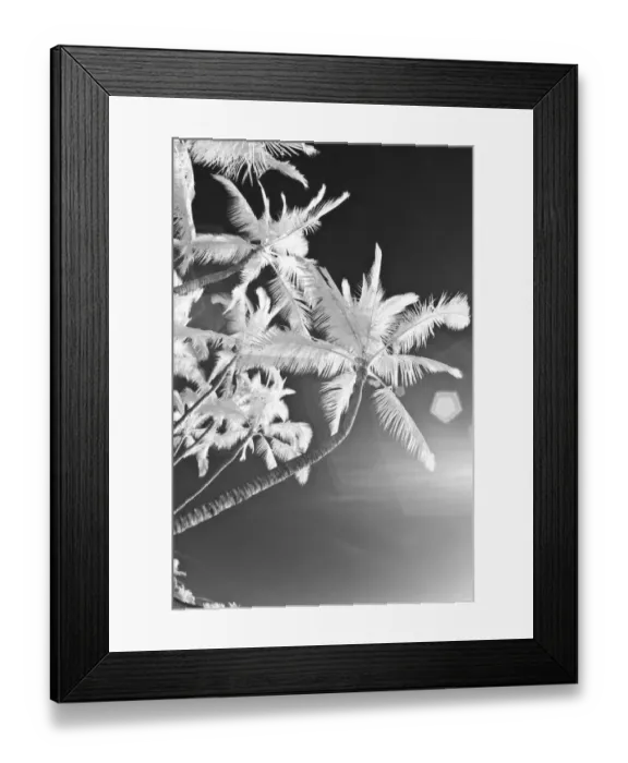 Framed Print : USA, Hawaii, Maui. Infrared image of palm trees