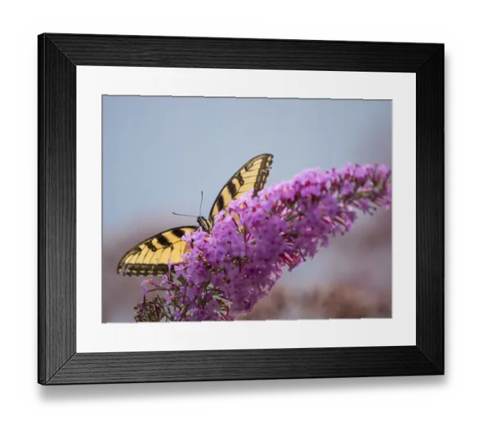 Framed Print : Swallowtail butterfly on butterfly (buddleia) bush flower, Day Preserve, Illinois