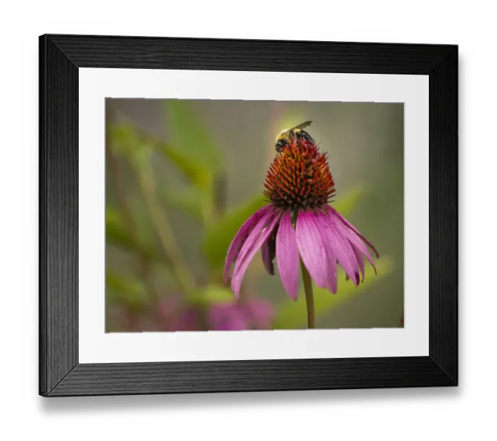 Framed Print : Bumblebee on coneflower, Day Preserve, Illinois Framed Print : Bumblebee on coneflower, Day Preserve, Illinois