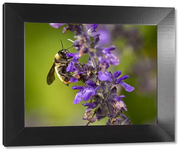 Bumblebee, Day Preserve, Illinois