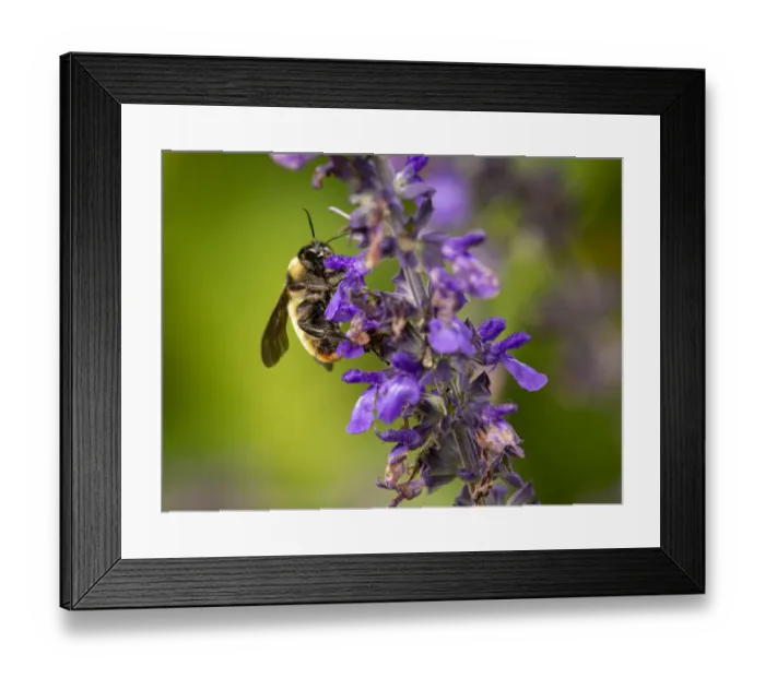 Framed Print : Bumblebee, Day Preserve, Illinois Framed Print : Bumblebee, Day Preserve, Illinois