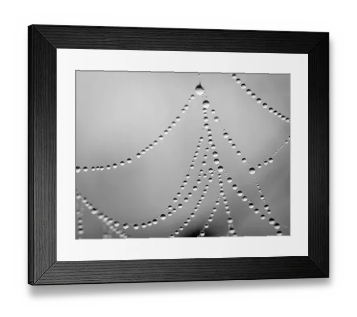 Framed Print : Spider Web, Day Preserve, Illinois
