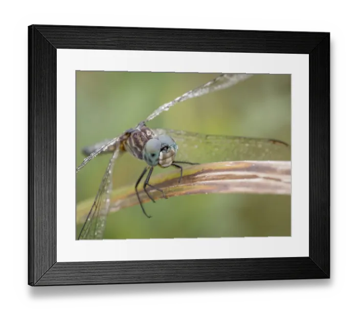 Framed Print : Dew on dragonfly, foggy morning, Day Preserve, Illinois Framed Print : Dew on dragonfly, foggy morning, Day Preserve, Illinois