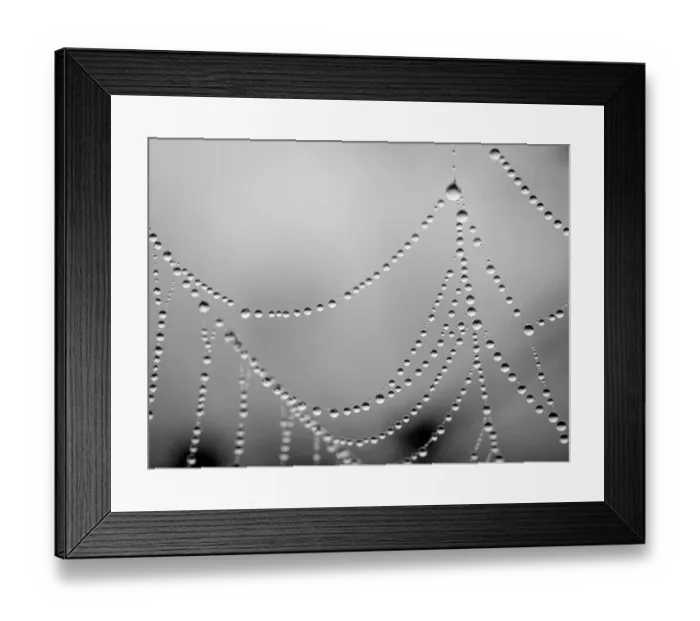 Framed Print : Dew droplets on spider web look like jewels, Day Preserve, Illinois