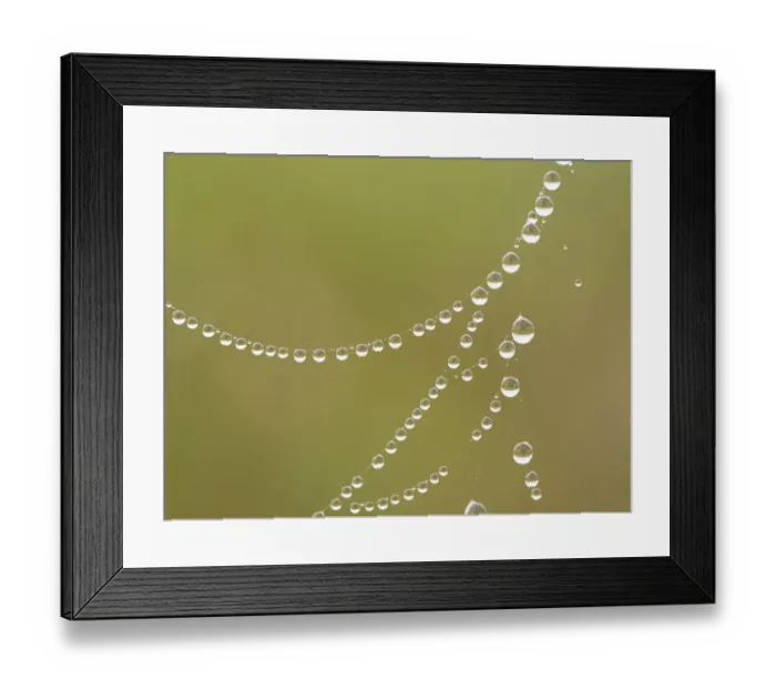 Framed Print : Dew droplets on spider web look like jewels, Day Preserve, Illinois Framed Print : Dew droplets on spider web look like jewels, Day Preserve, Illinois