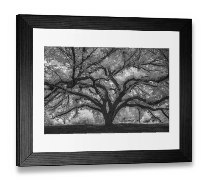 Framed Print : Branches reaching out on a grand tree in Botanica, Wichita, Kansas