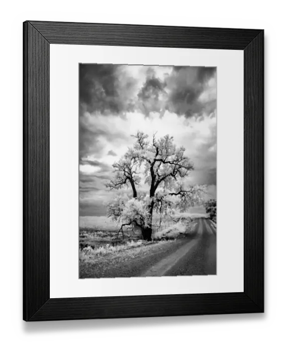 Framed Print : Large tree beside a large pasture Framed Print : Large tree beside a large pasture
