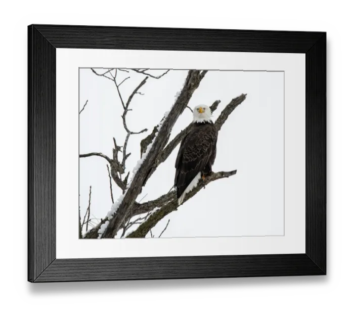 Framed Print : Bald Eagle staring