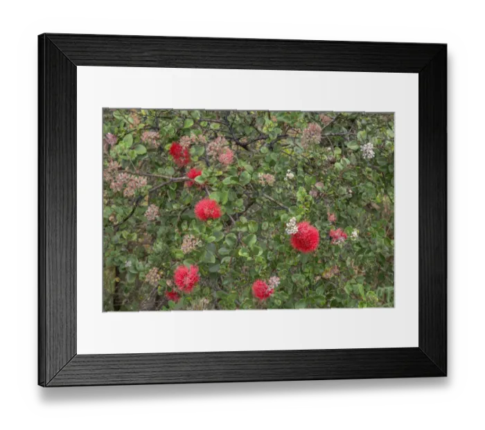 Framed Print : USA, Hawaii, Big Island of Hawaii. Hawaii Volcanoes National Park Framed Print : USA, Hawaii, Big Island of Hawaii. Hawaii Volcanoes National Park