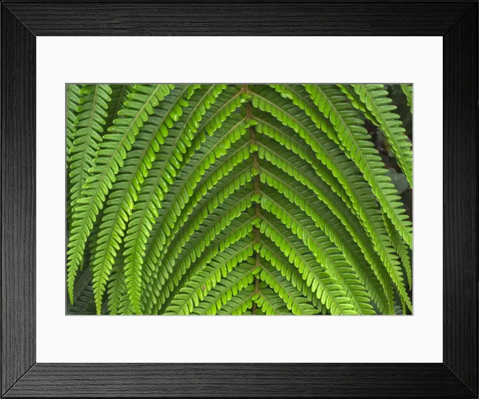 Framed Print : USA, Hawaii, Big Island of Hawaii. Hawaii Volcanoes National Park Framed Print : USA, Hawaii, Big Island of Hawaii. Hawaii Volcanoes National Park