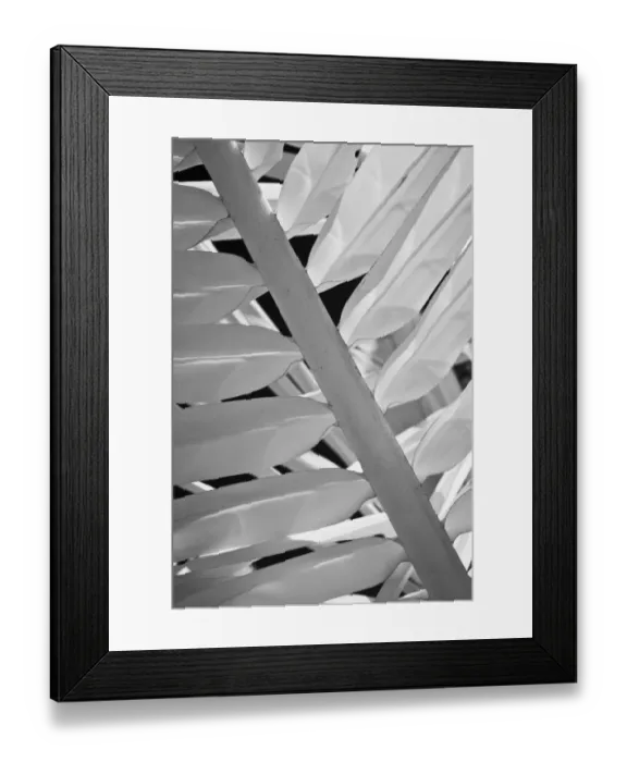Framed Print : USA, Hawaii, Oahu. Garden foliage from the Island of Oahu Framed Print : USA, Hawaii, Oahu. Garden foliage from the Island of Oahu