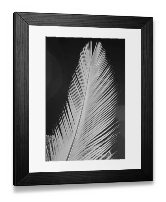 Framed Print : USA, Hawaii, Oahu. Garden foliage from the Island of Oahu Framed Print : USA, Hawaii, Oahu. Garden foliage from the Island of Oahu