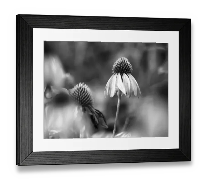 Framed Print : Purple coneflower, black and white, Day Preserve, Illinois