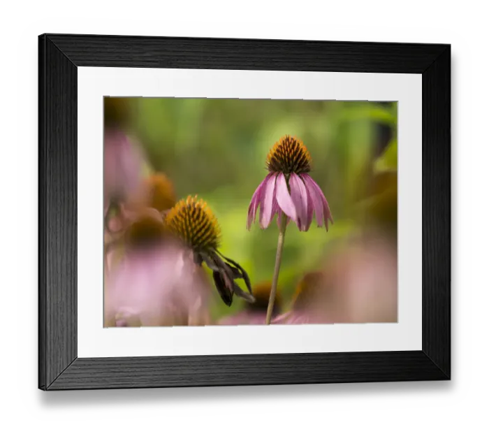 Framed Print : Purple coneflower, Day Preserve, Illinois Framed Print : Purple coneflower, Day Preserve, Illinois