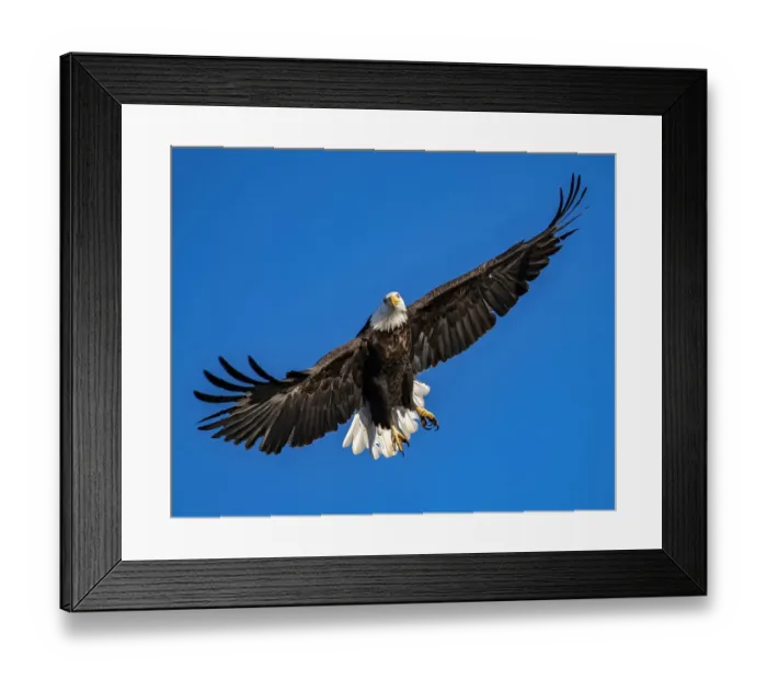 Framed Print : Bald eagle passing by at Augusta, Kansas Lake Framed Print : Bald eagle passing by at Augusta, Kansas Lake