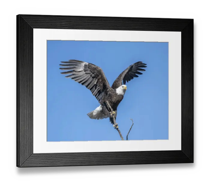 Framed Print : Bald Eagle trying to steady the branch it has just landed