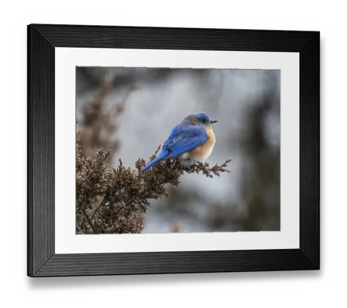 Framed Print : Bluebird comfortably perched on a cold fall day
