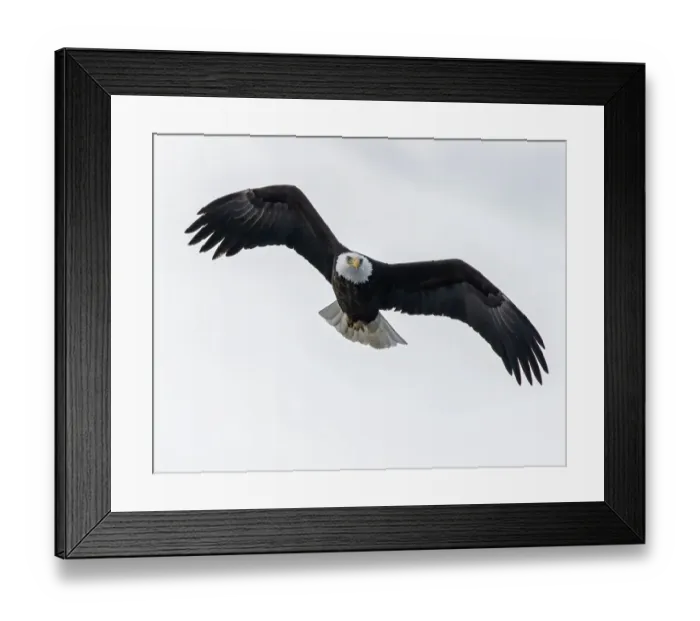 Framed Print : Bald eagle soring high looking for prey