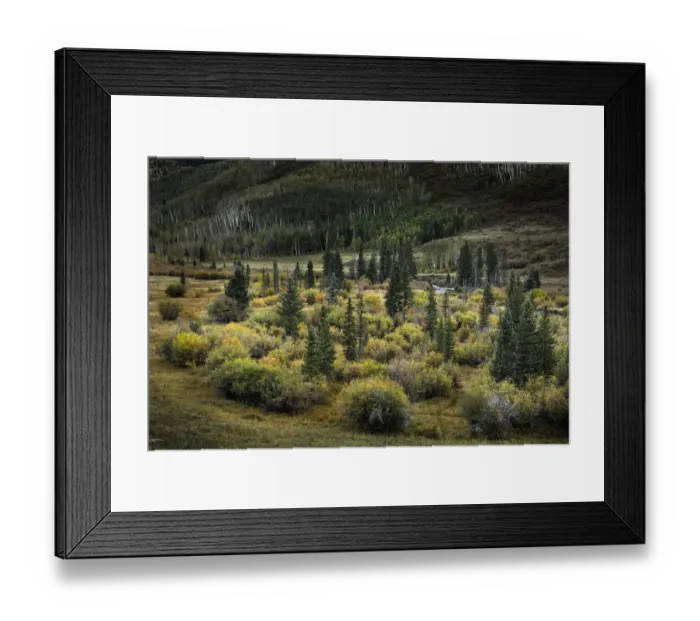 Framed Print : Stand of willows and evergreen trees below hillside of aspen trees Framed Print : Stand of willows and evergreen trees below hillside of aspen trees