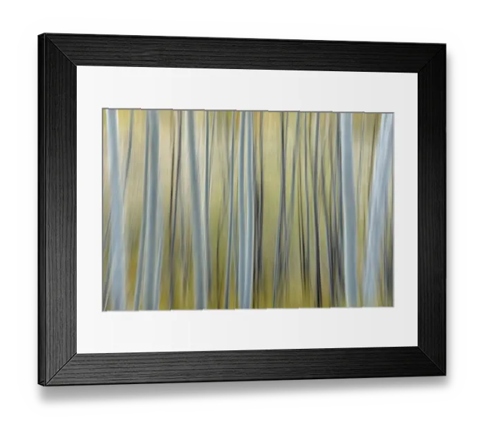 Framed Print : Abstract blurred pattern of white aspen trunks, Uncompahgre National Forest, Colorado Framed Print : Abstract blurred pattern of white aspen trunks, Uncompahgre National Forest, Colorado