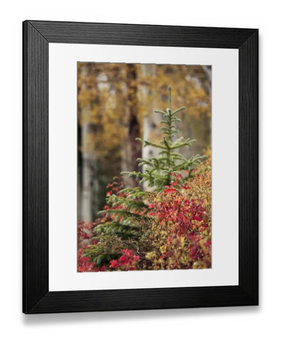 Framed Print : Single evergreen tree and fall foliage, Uncompahgre National Forest, Colorado Framed Print : Single evergreen tree and fall foliage, Uncompahgre National Forest, Colorado