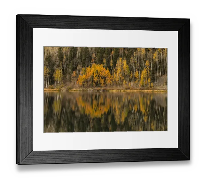 Framed Print : Aspen trees in fall reflecting on Crystal Lake at sunrise, Uncompahgre National Forest Framed Print : Aspen trees in fall reflecting on Crystal Lake at sunrise, Uncompahgre National Forest