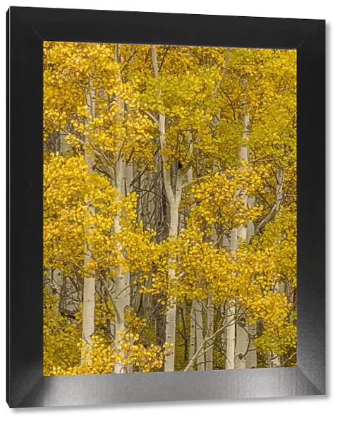 Stand of aspen tree trunks and golden leaves in autumn, Uncompahgre National Forest