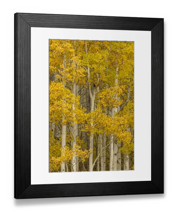 Framed Print : Stand of aspen tree trunks and golden leaves in autumn, Uncompahgre National Forest Framed Print : Stand of aspen tree trunks and golden leaves in autumn, Uncompahgre National Forest