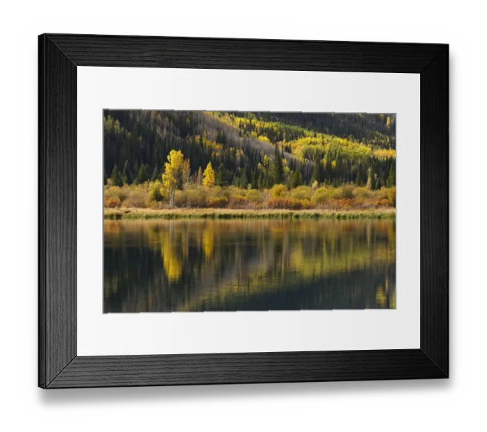 Framed Print : Trees reflecting on Crystal Lake at sunrise, Uncompahgre National Forest, Colorado Framed Print : Trees reflecting on Crystal Lake at sunrise, Uncompahgre National Forest, Colorado