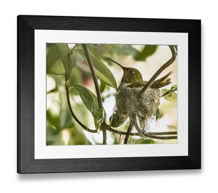 Framed Print : Mother on Annas hummingbird nest in bougainvillea vine, Los Angeles, California Framed Print : Mother on Annas hummingbird nest in bougainvillea vine, Los Angeles, California