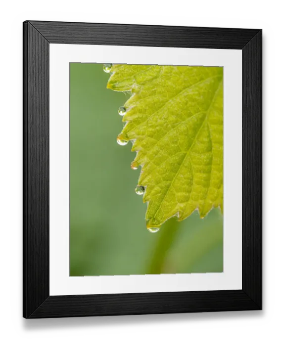 Framed Print : Guttation drops ( dew ) on native grape leaves, Los Angeles, California