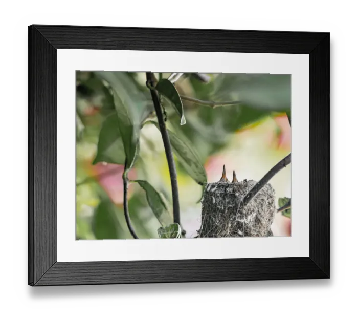 Framed Print : Young in Annas hummingbird nest in bougainvillea vine, Los Angeles, California Framed Print : Young in Annas hummingbird nest in bougainvillea vine, Los Angeles, California