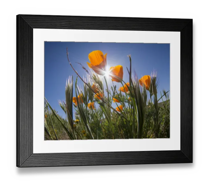 Framed Print : California poppy, Antelope Valley California Poppy Reserve State Natural Reserve
