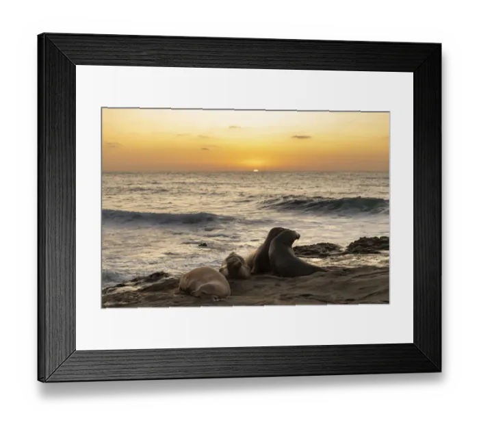 Framed Print : Seal lions interacting on the rocks at the Pacific Ocean side with the setting sun Framed Print : Seal lions interacting on the rocks at the Pacific Ocean side with the setting sun