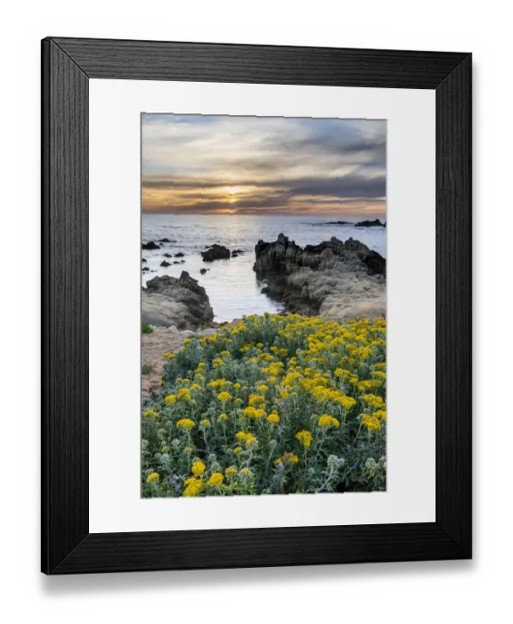 Framed Print : Lizard Tail Wildflowers leading the view to the sunset of Monterey Bay Framed Print : Lizard Tail Wildflowers leading the view to the sunset of Monterey Bay